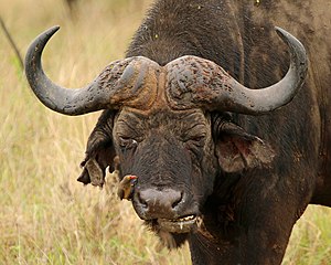 Op 'n buffel in Suid-Afrika.