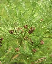 Glyptostrobus pensilis foliage