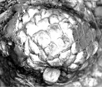 Quercus hiholensis acorn, Langhian age (Middle Miocene), Washington State, USA (c. 15 mya)