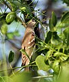 Feeding, at Keoladeo National Park