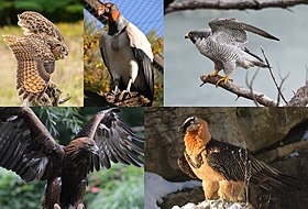 1. Bufo-real (Bubo bubo),2. Urubu-rei (Sarcoramphus-papa),3. Falcão-peregrino (Falco peregrinus),4. Águia-real (Aquila chrysaetos),5. Abutre-barbudo (Gypaetus barbatus