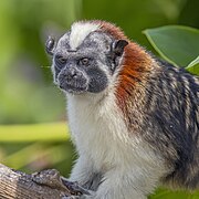 White, brown, and black monkey