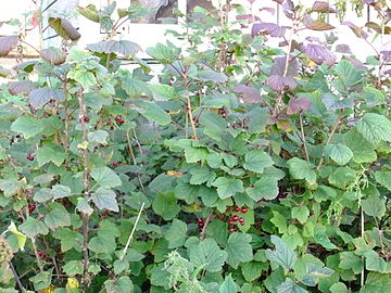 A fruiting redcurrant bush in a sparse village in Yaroslavl Oblast, Russia