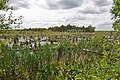 Hoogveen-reservaat Rehberger Moor