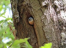 A grey bird inside the tree hole