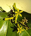 Strychnos nux-vomica flowers