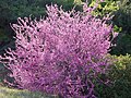 Western redbud near Briceburg, California April 2019