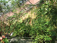 Inside the indoor-rainforest section of the now closed Wildwalk