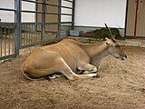 Степная канна (Taurotragus oryx), вид внесён в Красную книгу МСОП