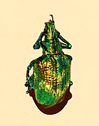 Iridescent scales of Lamprocyphus augustus weevil contain diamond-based crystal lattices oriented in all directions to give almost uniform green.