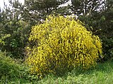 Los pastos, árboles y arbustos tienen una biomasa mucho más alta que los animales que los consumen.