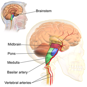 Mesencephalon