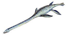 Elasmosaurus (Plesiosauria)