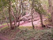 The woods on the ascent to Eston Nab