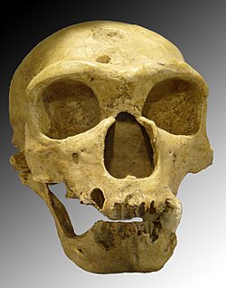 Neandertālieša galvaskauss