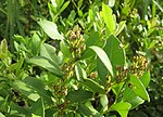 Lyonia lucida in fruit with capsules