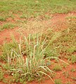 Image 16Native millet, Panicum decompositum, was planted and harvested by Indigenous Australians in eastern central Australia. (from History of agriculture)