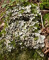 Peltigera praetaxtata