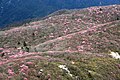 国見岳のアカヤシオ。南部の花崗岩質の山上には、多くのツツジ科の樹木が自生している。