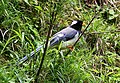 Yellow-billed blue magpie