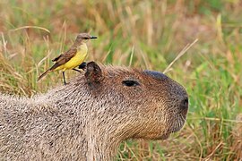 Perched on capybara