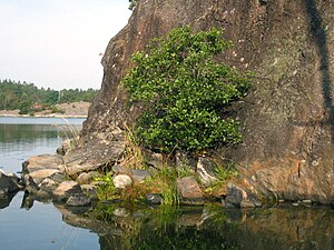 Små anspråk på växtpats. (Munkholmen i Stockholms skärgård.)