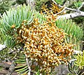 Arceuthobium abietinum -kääpiömistelilaji loisii harmaapihdalla (Abies concolor).