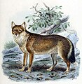 Falkland Island Fox