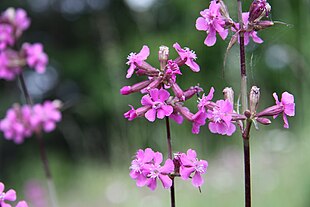 Tjærenellike (Silene viscaria) Foto: Petr Brož