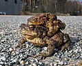 Image 29Common toad, female and male on her back. (from True toad)