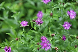 Centaurea nigra L. ― Centaurée noire