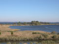 Image 13Tidal wetlands of the Chesapeake Bay, the largest estuary in the nation and the largest water feature in Maryland (from Maryland)