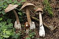 Amanita submembranacea