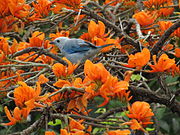 Blue-gray tanager