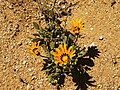 Gazania krebsiana am Naturstandort (Goegap N.R., северната част на Южна Африка).