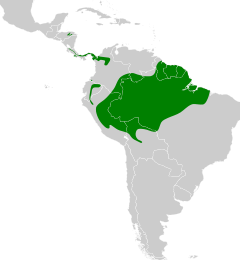 Distribuição do arapaçu-rabudo na América do Sul