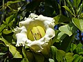 Solandra grandiflora