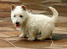 "A white Scottish Terrier with its back turned, although its head is turned back towards the camera."