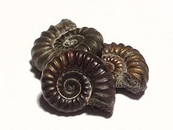 fossile d'ammonites.