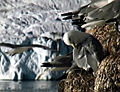 Colony at Svalbard