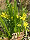 Gagea lutea