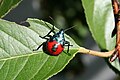 Un bernat pudent de Florida (Euthyrhynchus floridanus)