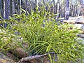 Plantes de vesc sobre pi roig (Pinus sylvestris)