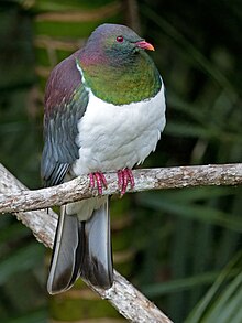 large green, purple and white pigeon perched on a branch