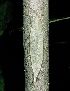 Description de l'image Salix sericea NRCS-2.jpg.