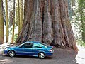 Vue du bas d'un tronc, une voiture à côté montre à quel point l'arbre est grand.