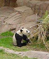 Panda Gigante