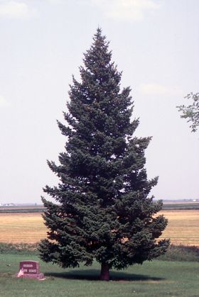 Pseudotsuga menziesii var. glauca