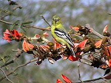 Rajalauvfugl, Aegithina nigrolutea Foto: Arpit Deomurari