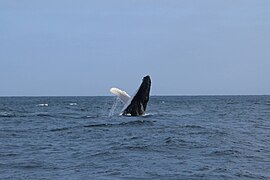 Avistamiento de ballenas jorobadas en Los Órganos.